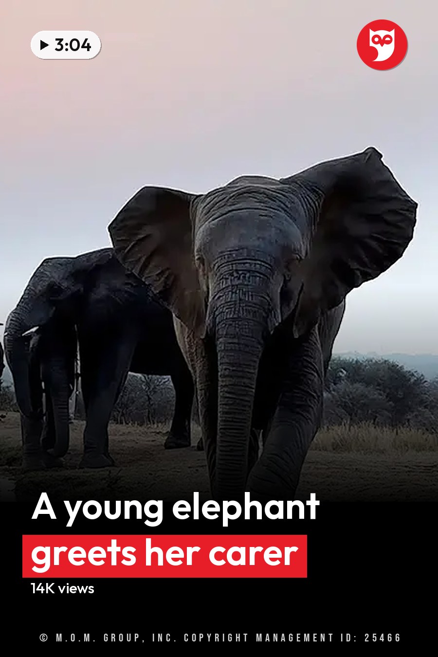 Adult elephants at a watering hole in an African savanna, with muted earth tones and long shadows suggesting early morning or late evening light. The headline runs in white letters across the lower third.