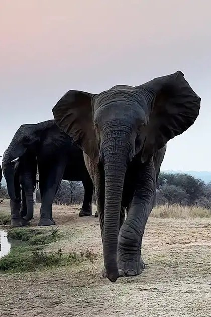 Adult elephants at a watering hole in an African savanna, with muted earth tones and long shadows suggesting early morning or late evening light.