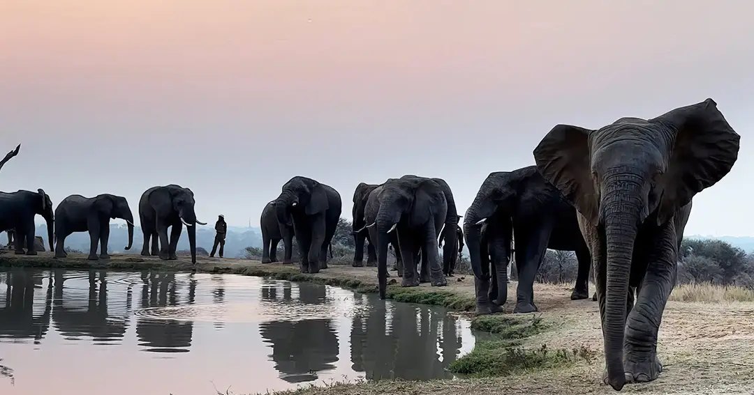 Adult elephants at a watering hole in an African savanna, with muted earth tones and long shadows suggesting early morning or late evening light.