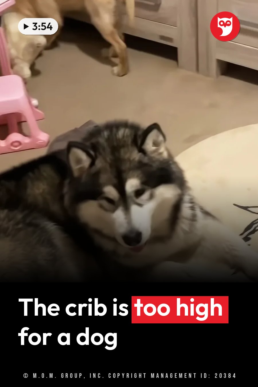 A husky lies on the floor looking forward, tongue slightly out, while another dog stands nearby. A headline runs in white letters across the lower third.