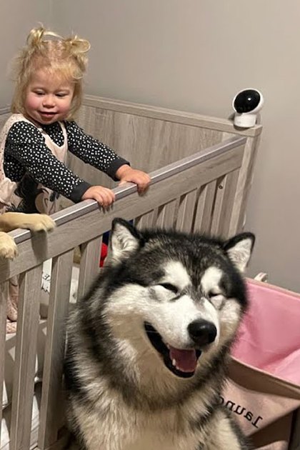 A toddler in a crib surrounded by dogs and furniture, indoors with neutral walls and dim lighting suggesting evening or night.