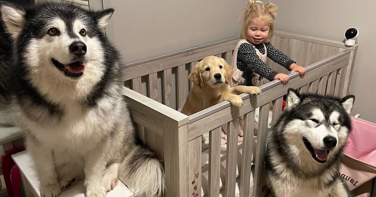 A toddler in a crib surrounded by dogs and furniture, indoors with neutral walls and dim lighting suggesting evening or night.