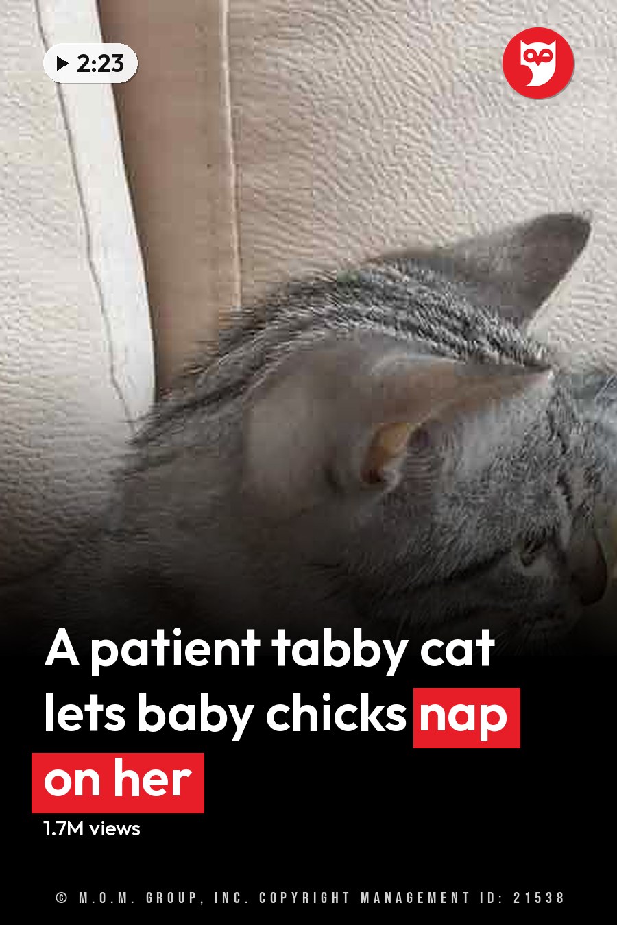 A tabby cat with three fluffy chicks indoors on a beige couch, illuminated by natural light. The headline runs in white letters across the lower third.