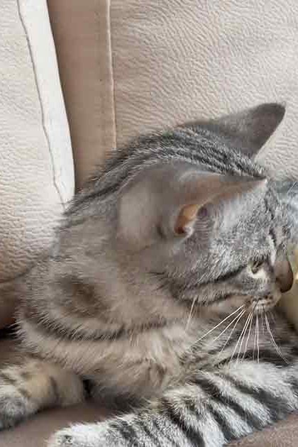 A tabby cat with three fluffy chicks indoors on a beige couch, illuminated by natural light.