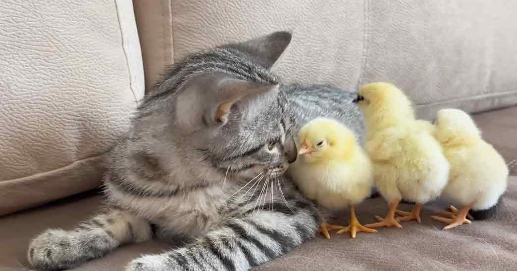 A tabby cat with three fluffy chicks indoors on a beige couch, illuminated by natural light.