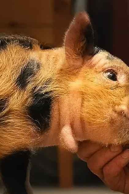 An adult male interacts with a brown guinea pig with black patches in an indoor home setting, wearing a white cap and dark sleeveless shirt.
