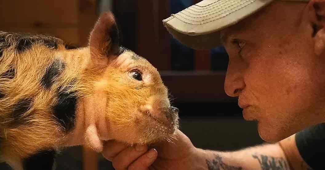 An adult male interacts with a brown guinea pig with black patches in an indoor home setting, wearing a white cap and dark sleeveless shirt.