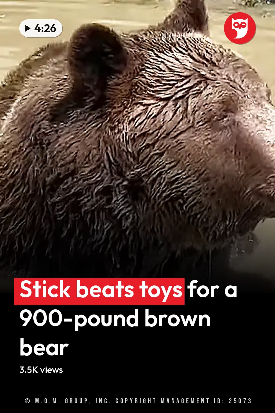 A brown bear, likely an adult, near a body of water with vegetation in daylight. The headline runs in white letters across the lower third.