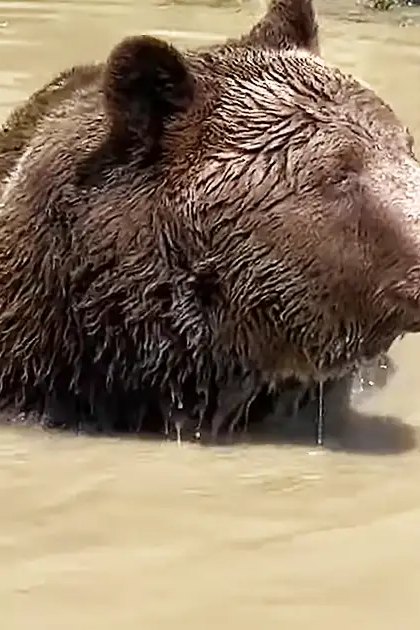 A brown bear, likely an adult, near a body of water with vegetation in daylight.