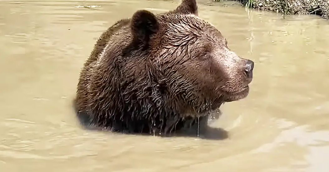 A brown bear, likely an adult, near a body of water with vegetation in daylight.