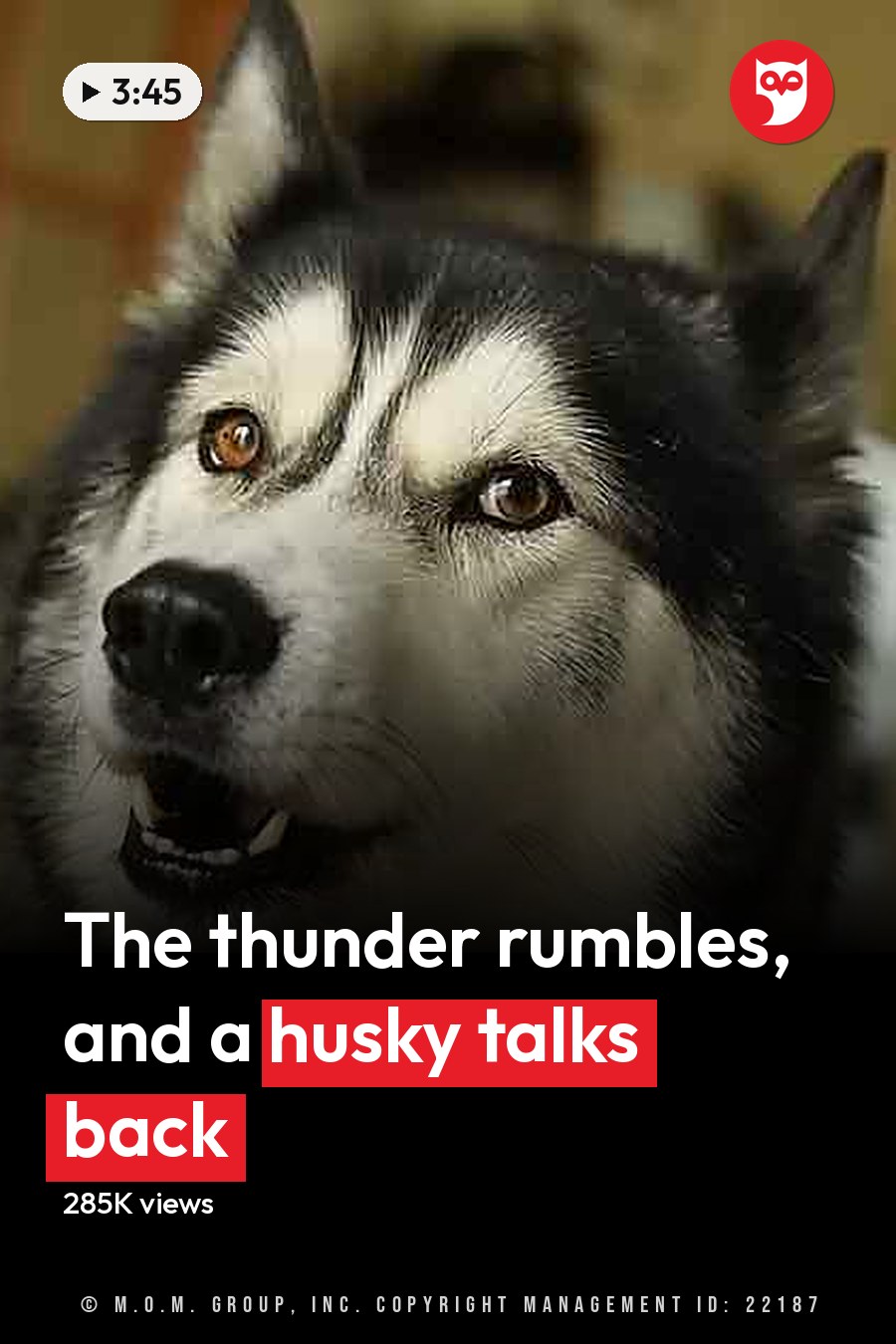 A black and white adult Husky dog with 'Madly Odd' watermark in a natural daylight indoor setting. The headline runs in white letters across the lower third.