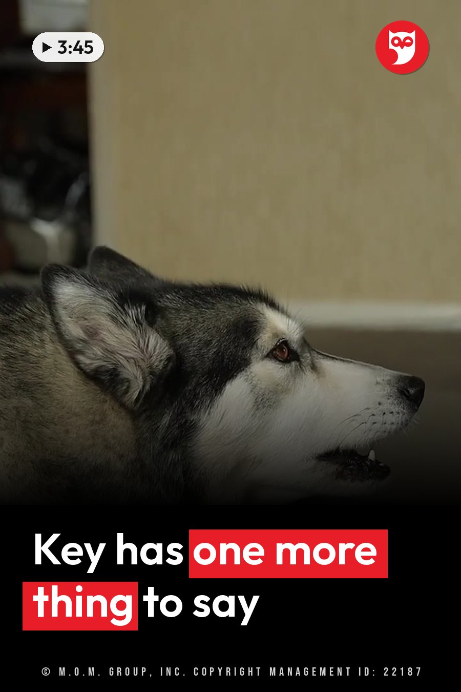 A black and white husky looks forward with his mouth slightly open and his ears perked up. A headline runs in white letters across the lower third.