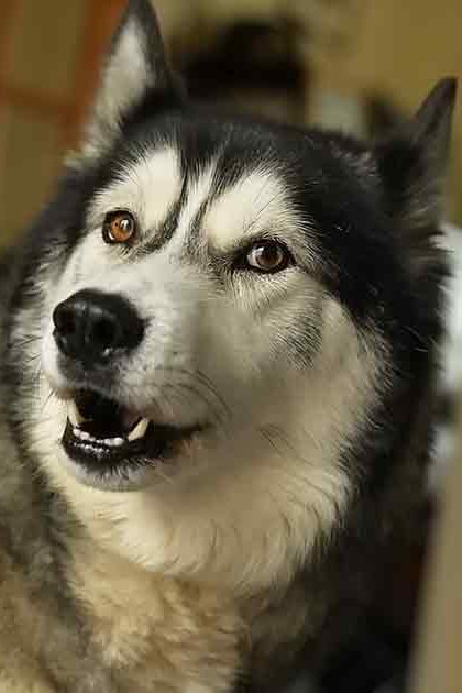 A black and white adult Husky dog with 'Madly Odd' watermark in a natural daylight indoor setting.