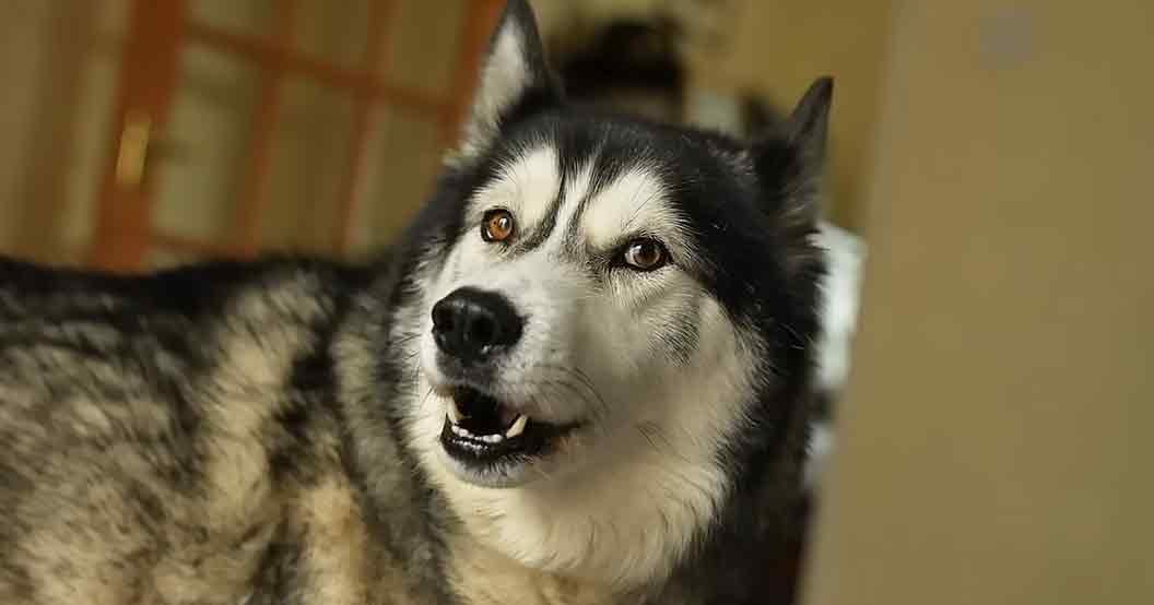 A black and white adult Husky dog with 'Madly Odd' watermark in a natural daylight indoor setting.