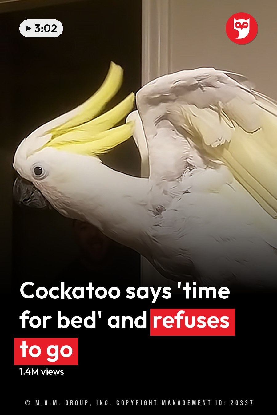 A Sulphur-crested Cockatoo indoors, partially obscuring a person in a dark t-shirt against neutral-colored walls with dim lighting. The headline runs in white letters across the lower third.