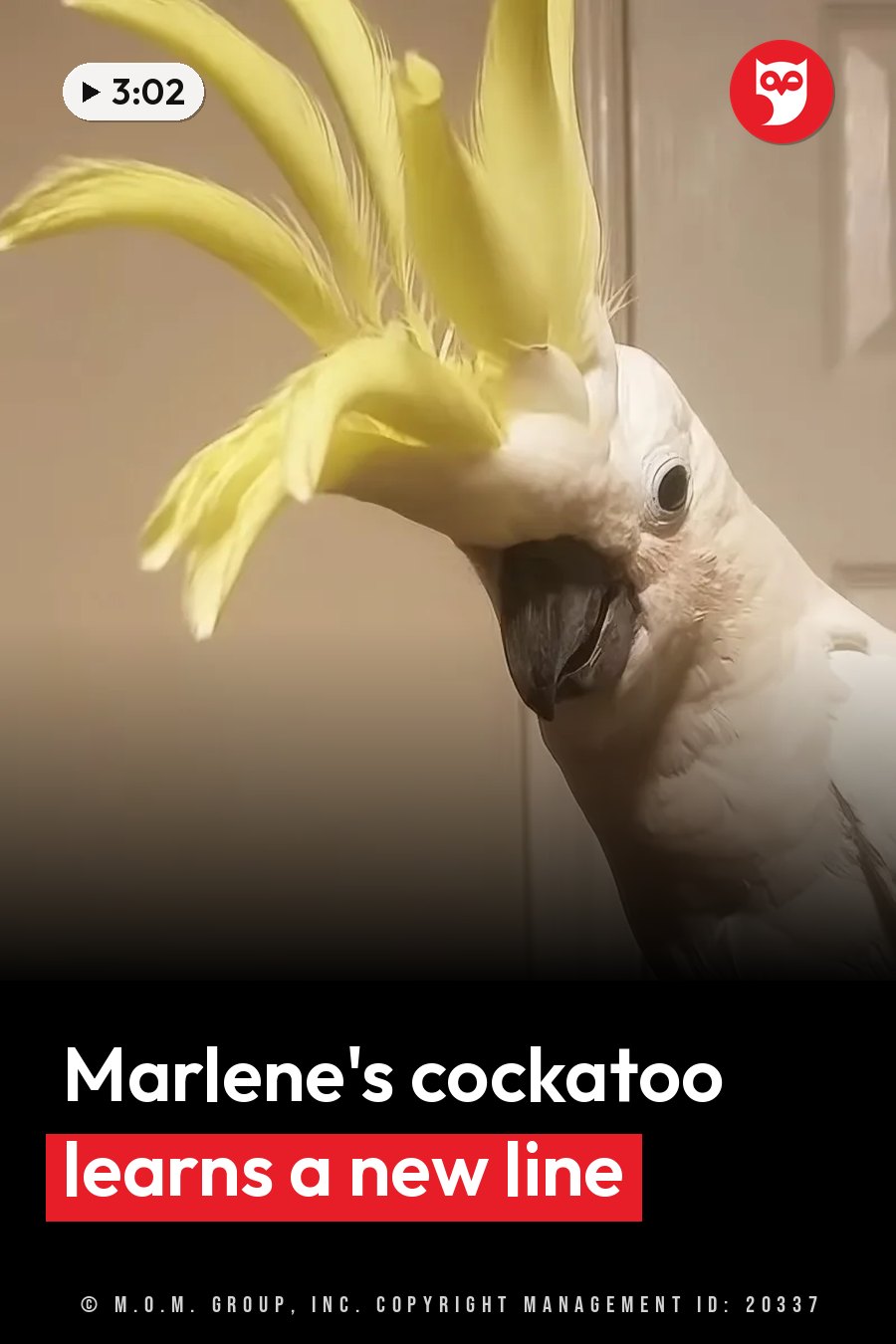 A white cockatoo with a yellow crest stands upright and faces forward with his beak slightly open. A headline runs in white letters across the lower third.