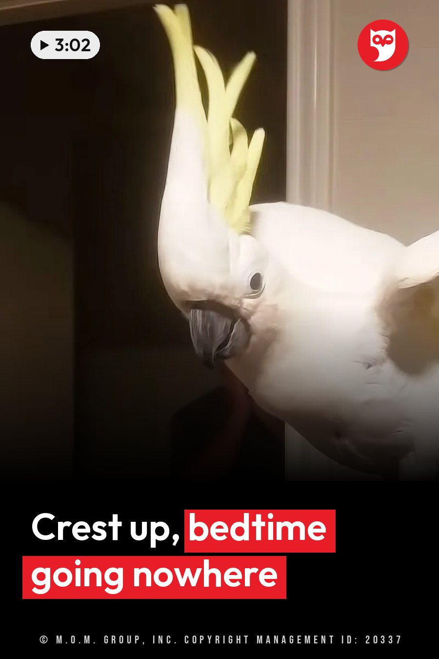A white cockatoo with yellow crest feathers raised stands upright on a perch indoors. A headline runs in white letters across the lower third.