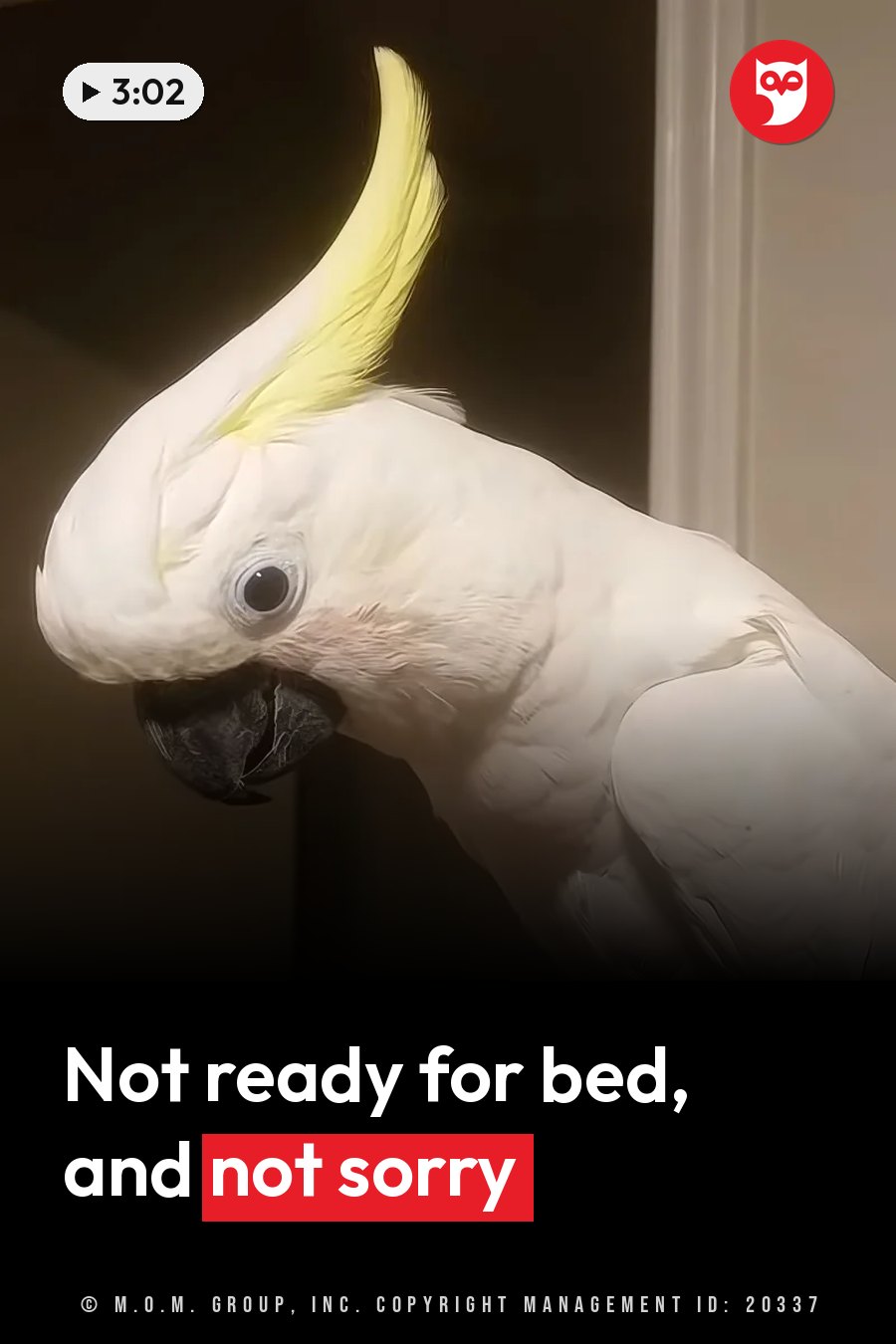 A white cockatoo with a yellow crest stands still, looking forward with dark eyes and a dark beak. A headline runs in white letters across the lower third.