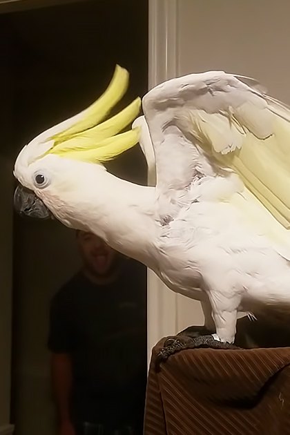 A Sulphur-crested Cockatoo indoors, partially obscuring a person in a dark t-shirt against neutral-colored walls with dim lighting.