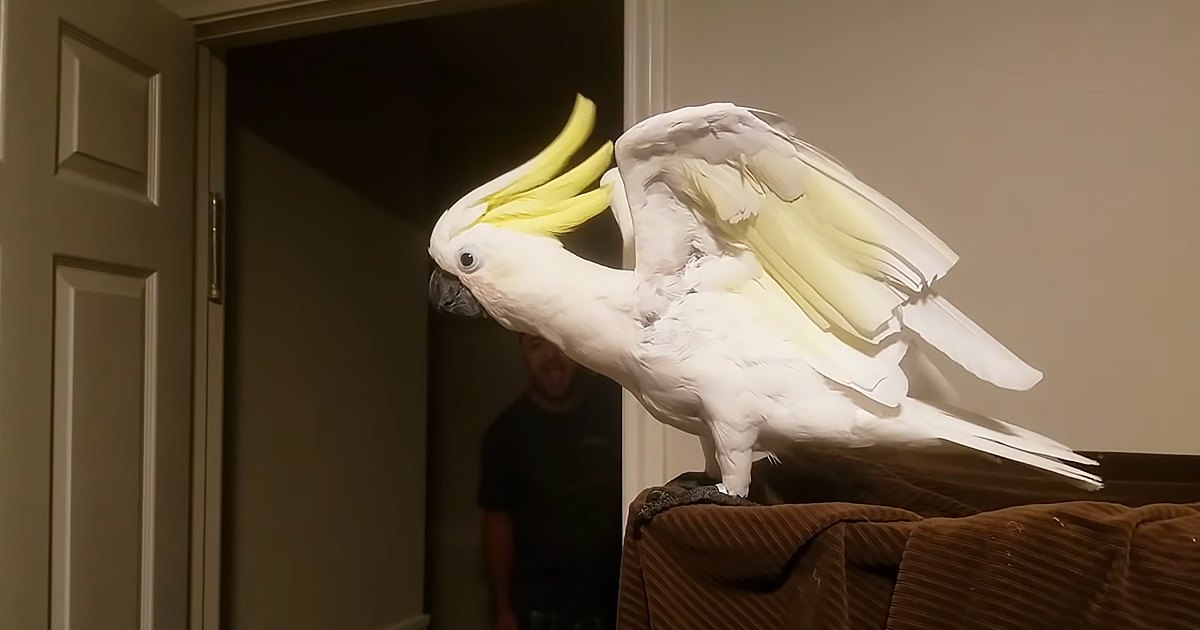 A Sulphur-crested Cockatoo indoors, partially obscuring a person in a dark t-shirt against neutral-colored walls with dim lighting.