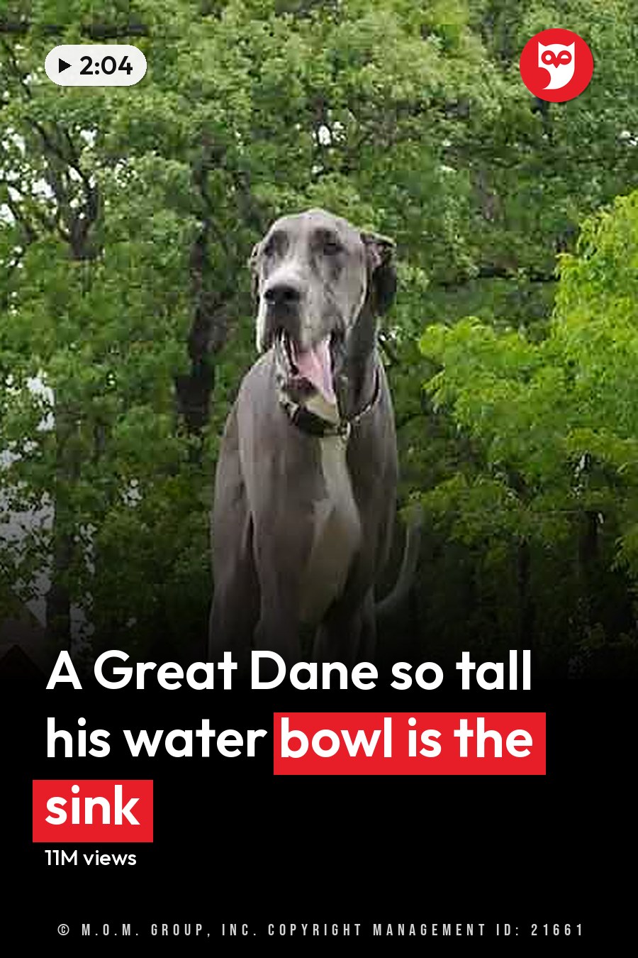 A Great Dane with gray and white markings stands in a suburban backyard, surrounded by lush greenery and a wooden playhouse. Trees provide shade under overcast conditions. The headline runs in white letters across the lower third.