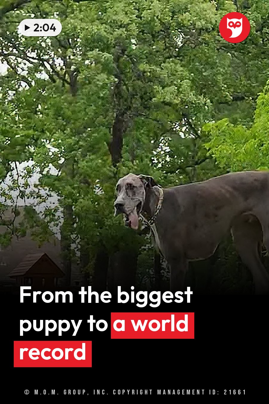 A large gray and white Great Dane stands outdoors among green trees, mouth open and tongue out. A headline runs in white letters across the lower third.