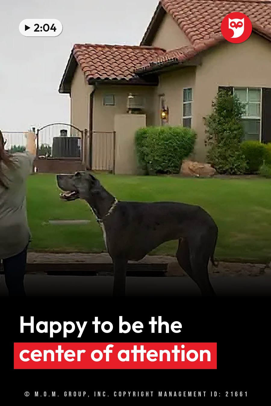 A person holds up a phone to film a large gray dog standing on grass beside a house with a tiled roof. A headline runs in white letters across the lower third.