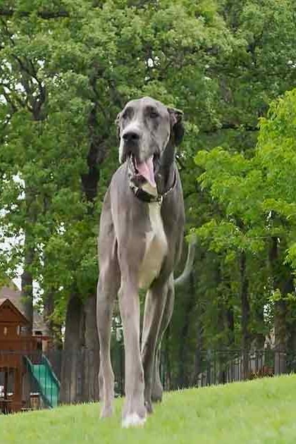 A Great Dane with gray and white markings stands in a suburban backyard, surrounded by lush greenery and a wooden playhouse. Trees provide shade under overcast conditions.