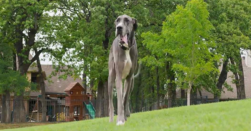 A Great Dane with gray and white markings stands in a suburban backyard, surrounded by lush greenery and a wooden playhouse. Trees provide shade under overcast conditions.