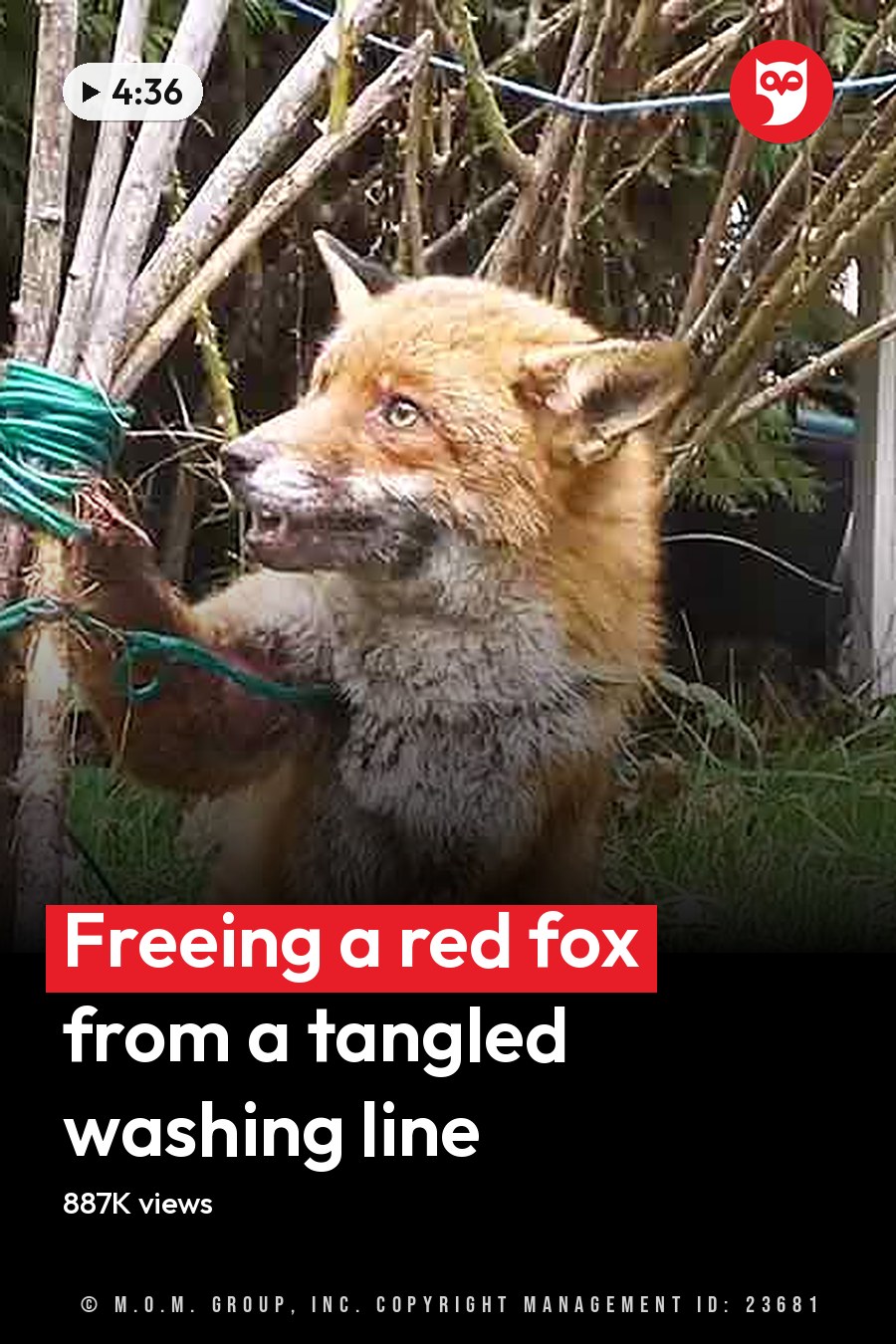 A reddish-brown fox with a white underbelly, interacting in an outdoor garden setting with grass, fallen leaves, and trees during autumn. The headline runs in white letters across the lower third.