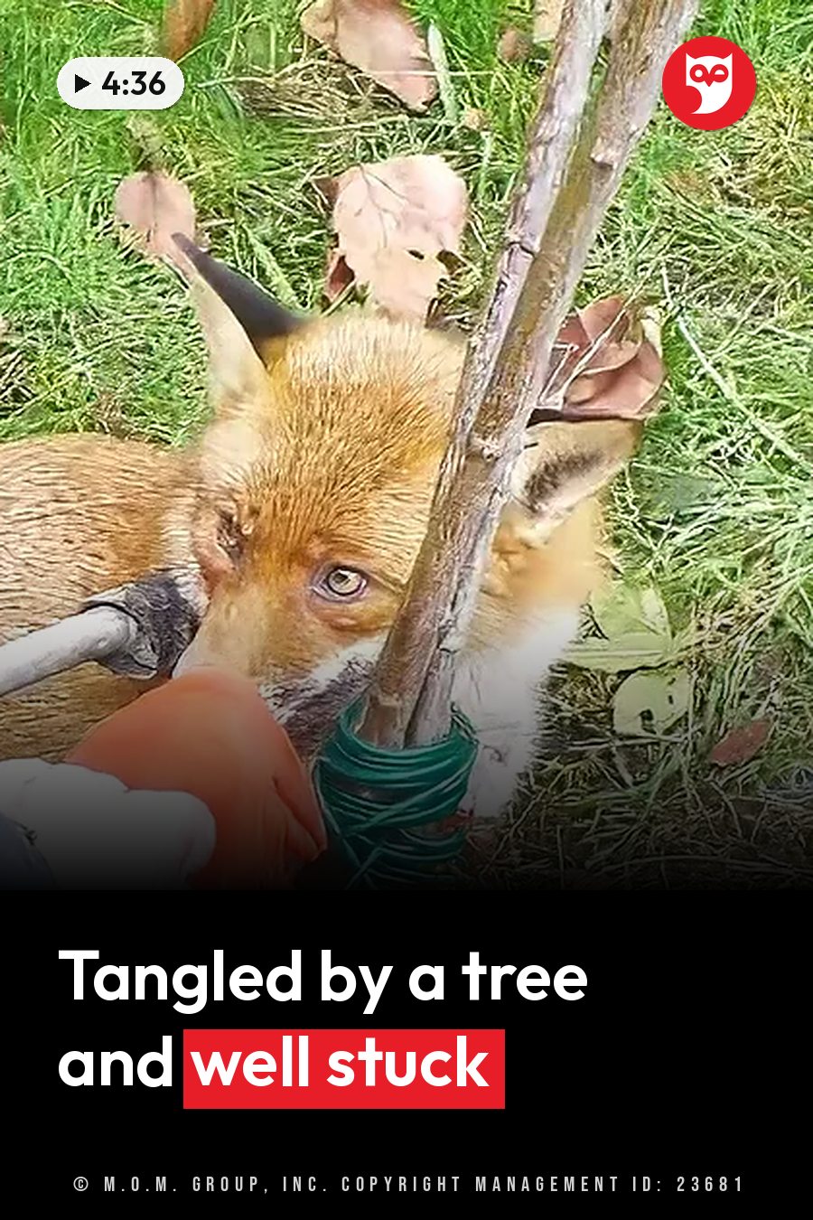A red fox peers around a small tree trunk wrapped in green tape, on grassy ground. A headline runs in white letters across the lower third.