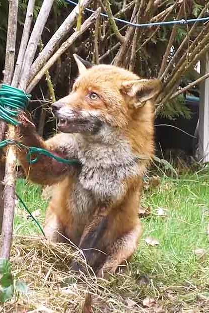 A reddish-brown fox with a white underbelly, interacting in an outdoor garden setting with grass, fallen leaves, and trees during autumn.