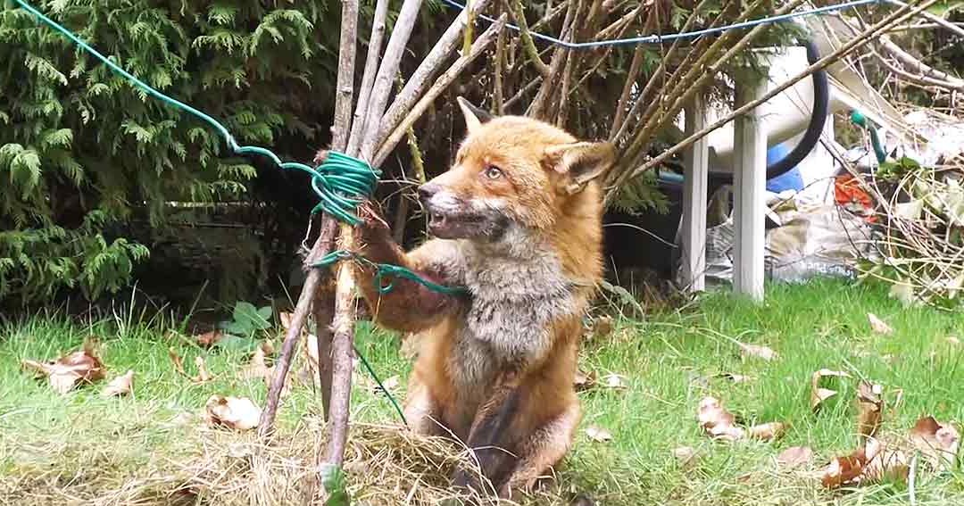 A reddish-brown fox with a white underbelly, interacting in an outdoor garden setting with grass, fallen leaves, and trees during autumn.