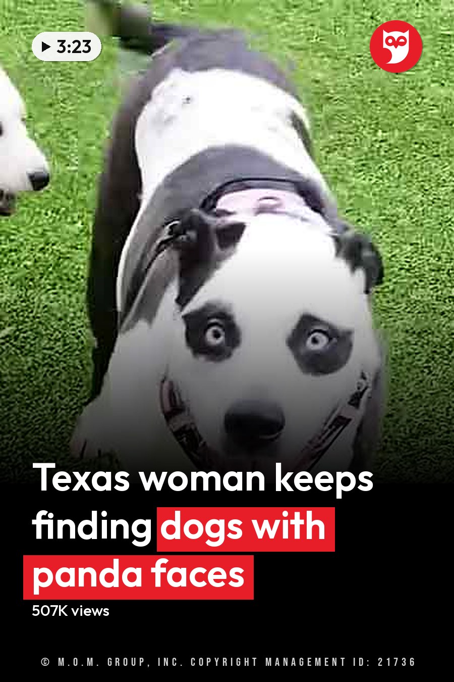 Two adult dogs with panda-eye markings in indoor and outdoor settings; one wearing a collar, the other a harness or vest on artificial grass. The headline runs in white letters across the lower third.
