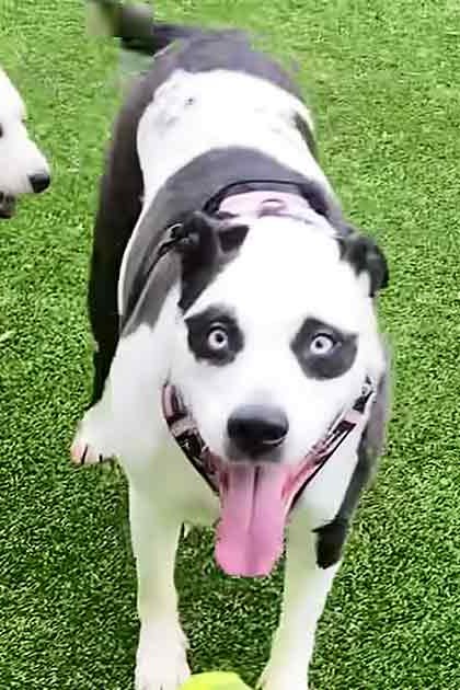Two adult dogs with panda-eye markings in indoor and outdoor settings; one wearing a collar, the other a harness or vest on artificial grass.