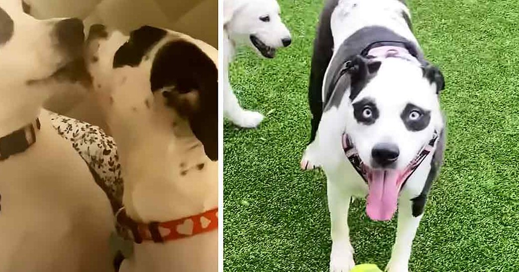 Two adult dogs with panda-eye markings in indoor and outdoor settings; one wearing a collar, the other a harness or vest on artificial grass.