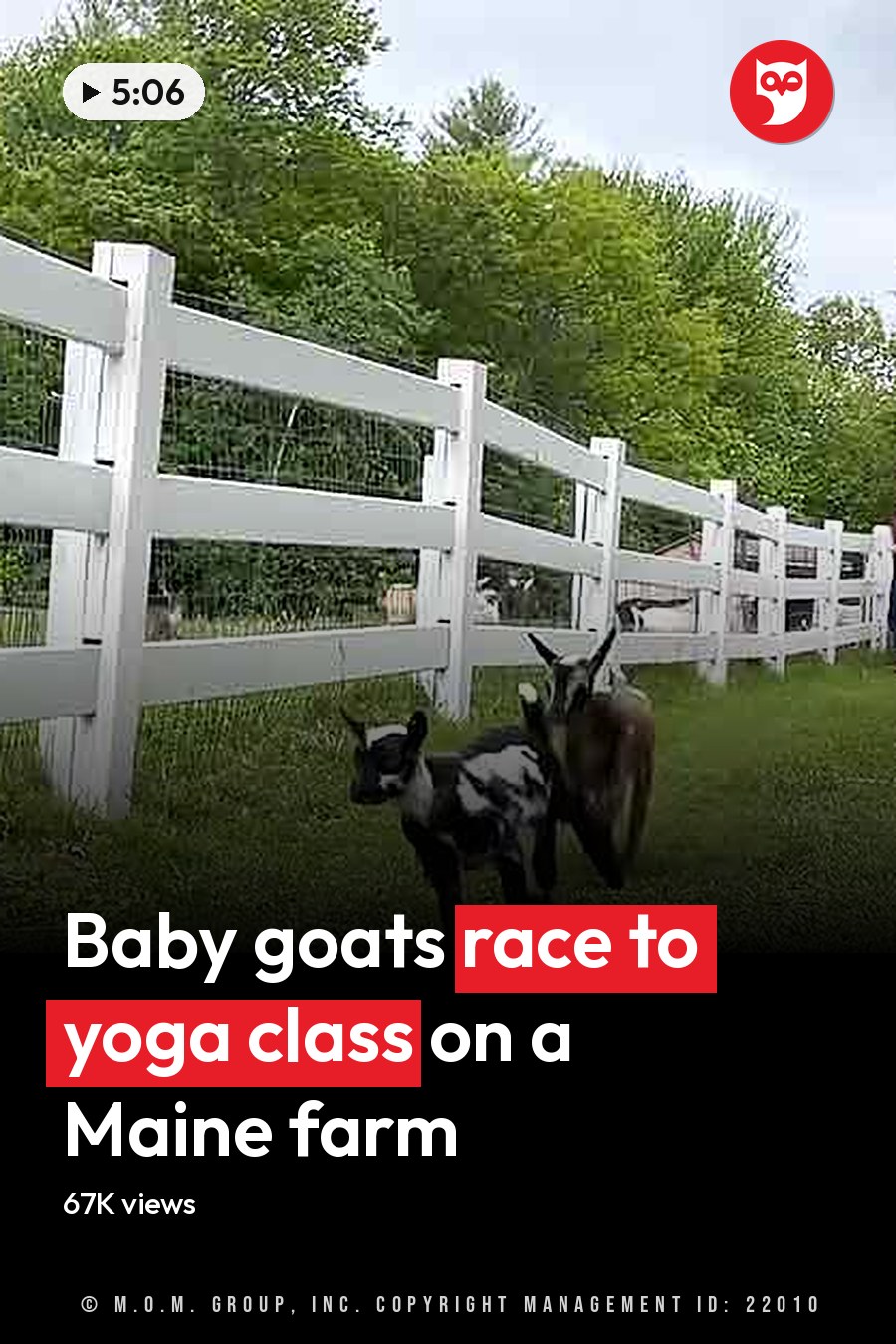 A group of young goats with distinctive black-and-white, white, brown-and-white, and mixed black-brown coat markings stand on a grassy dirt path near a white wooden fence and barn in an overcast summer farm setting. The headline runs in white letters across the lower third.