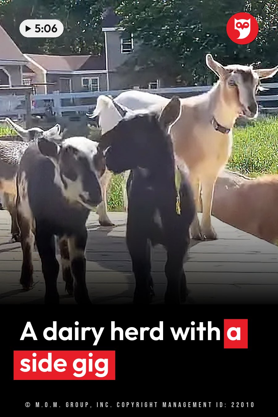 Several goats stand on a wooden deck beside a lawn, with houses behind them, in bright sunlight. A headline runs in white letters across the lower third.