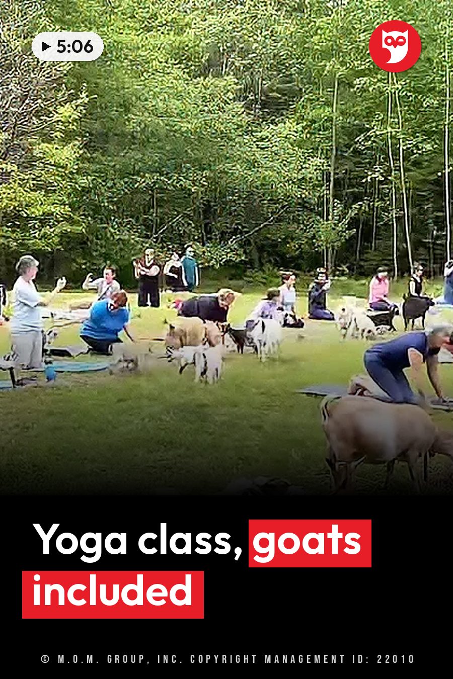 People and goats gather on a grassy field near trees. Some people sit while others bend over to touch the goats. A headline runs in white letters across the lower third.