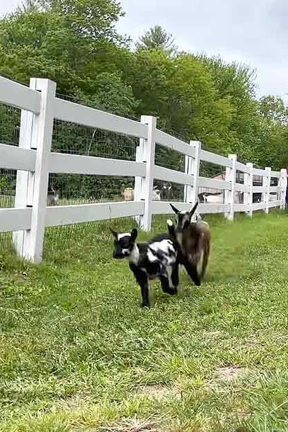 A group of young goats with distinctive black-and-white, white, brown-and-white, and mixed black-brown coat markings stand on a grassy dirt path near a white wooden fence and barn in an overcast summer farm setting.