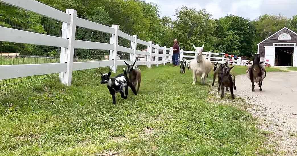 A group of young goats with distinctive black-and-white, white, brown-and-white, and mixed black-brown coat markings stand on a grassy dirt path near a white wooden fence and barn in an overcast summer farm setting.