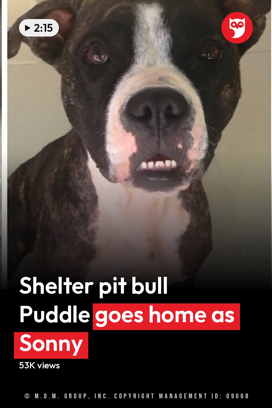 A brindle pit bull or pit bull mix with white markings indoors on tiled floors, no visible season or time of day indicated by lighting. The headline runs in white letters across the lower third.
