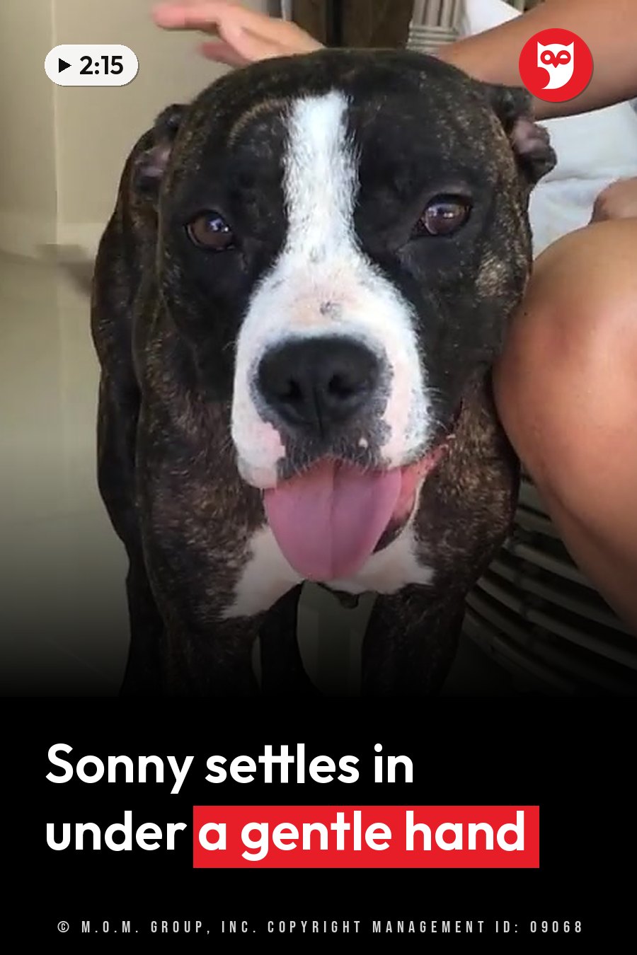 A brindle dog with white markings on her face looks ahead as a person pets the top of her head. A headline runs in white letters across the lower third.