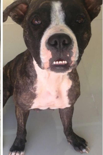 A brindle pit bull or pit bull mix with white markings indoors on tiled floors, no visible season or time of day indicated by lighting.