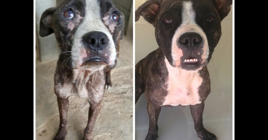 A brindle pit bull or pit bull mix with white markings indoors on tiled floors, no visible season or time of day indicated by lighting.