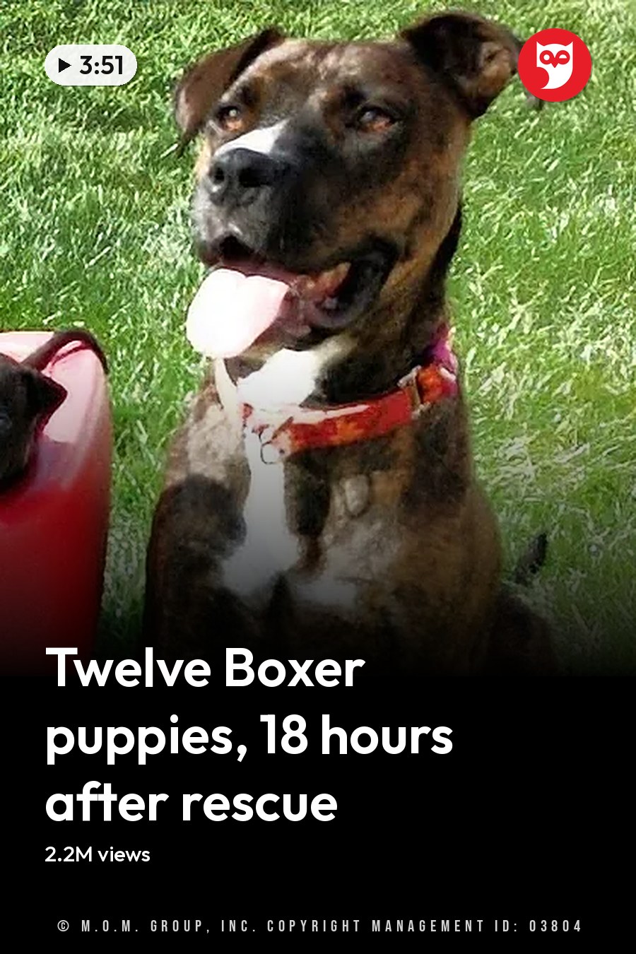 A litter of Boxer puppies, likely 6-8 weeks old, with their brindle-coated mother in a red wagon outdoors on a bright sunny day. The headline runs in white letters across the lower third.