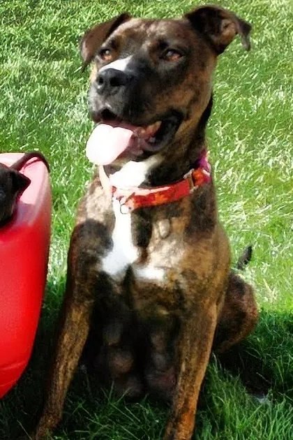 A litter of Boxer puppies, likely 6-8 weeks old, with their brindle-coated mother in a red wagon outdoors on a bright sunny day.