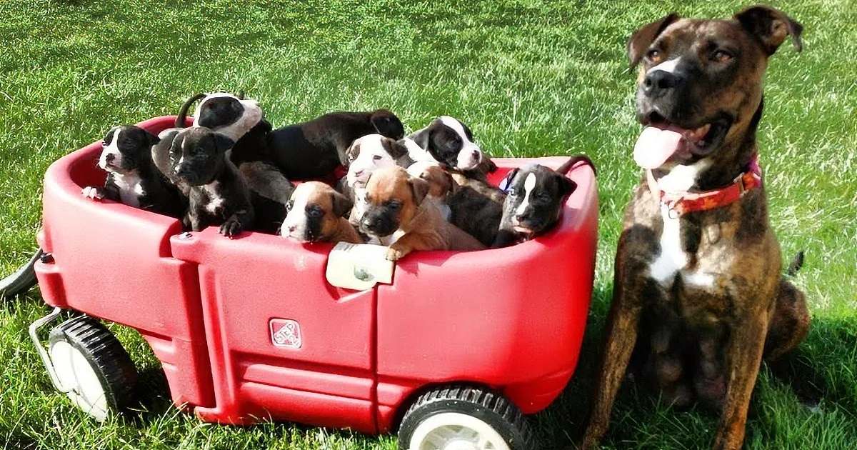 A litter of Boxer puppies, likely 6-8 weeks old, with their brindle-coated mother in a red wagon outdoors on a bright sunny day.