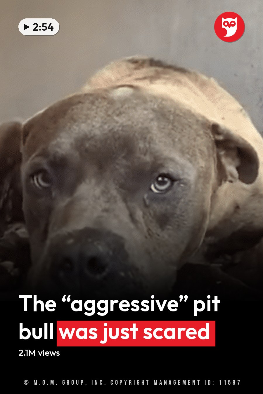 Two pit bulls with light brown coats, one adult and one older with white markings, in an indoor setting with plain walls and natural daylight. The headline runs in white letters across the lower third.