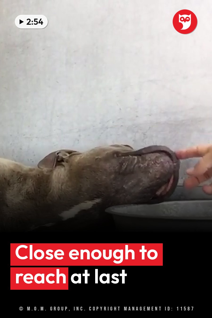 A dog licks a person's finger near a metal bowl against a plain wall. A headline runs in white letters across the lower third.